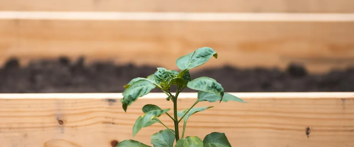 Bygga odlingslåda av obehandlat trä